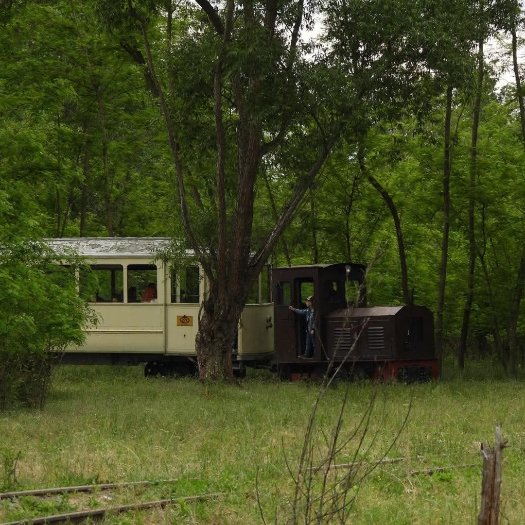 Trenul Dacic Horses Train trecând prin pădure